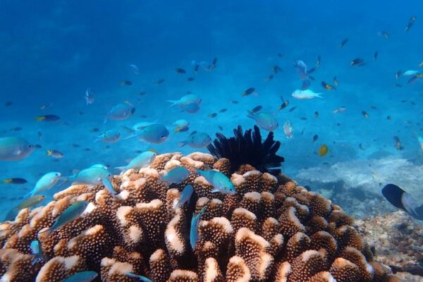 Outer Great Barrier Reef & Dunk Island Day Trip