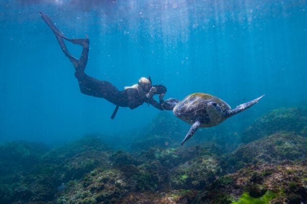 Swim with Turtles Gold Coast