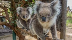Adelaide Cleland Wildlife Park Experience