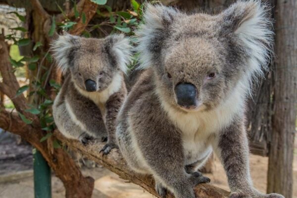 Adelaide Cleland Wildlife Park Experience