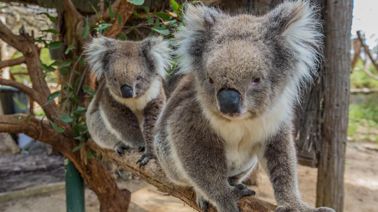 Adelaide Cleland Wildlife Park Experience