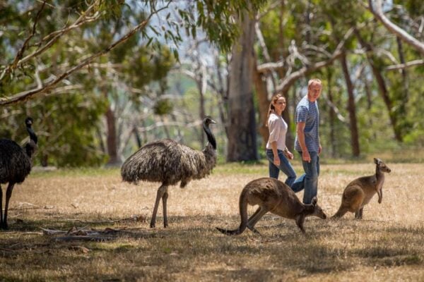 Adelaide Hills & Cleland Safari