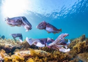Adelaide swim with Giant Cuttlefish