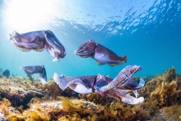Adelaide swim with Giant Cuttlefish