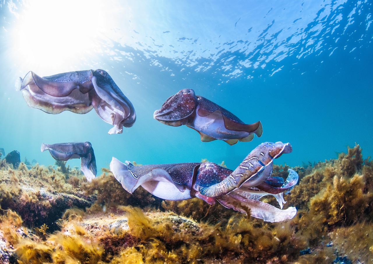 Adelaide swim with Giant Cuttlefish