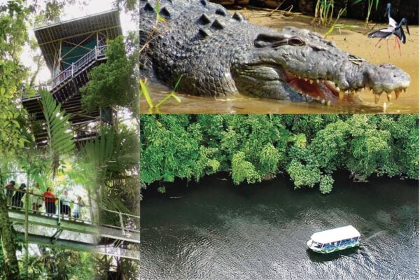 Greater Daintree Wildlife Cruises from Daintree Ferry Gateway & Daintree Discovery Centre Combo