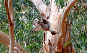 Karatta Guided Koala Walk and Bush Fire Ecology Tour