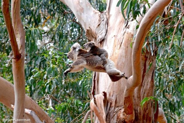 Karatta Guided Koala Walk and Bush Fire Ecology Tour