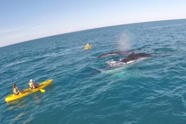 Noosa Whale Watching Ocean Kayaking & Beach 4X4 Tour