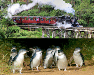 Puffing Billy And Phillip Island Penguin Parade Bus Tour