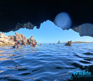 Shoalwater 3 Island Wildlife Snorkel