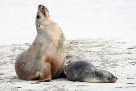 South Australia - Karta Pintingga : Kangaroo Island - 5 Days