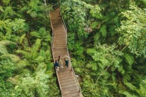 3 Day Cairns to Daintree Cape Tribulation Port Douglas Comfort Tour (Twin Share)