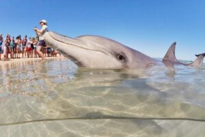 4 Day Perth to Monkey Mia Coastal Loop Comfort Tour