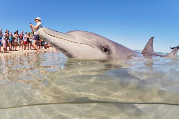4 Day Perth to Monkey Mia Coastal Loop Comfort Tour