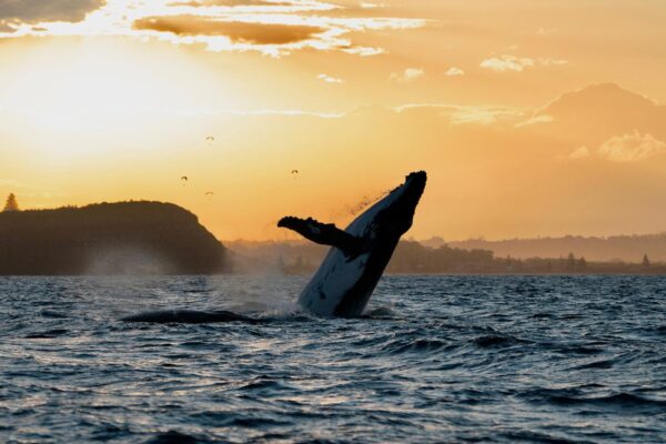 Ballina Whale Watching Cruise