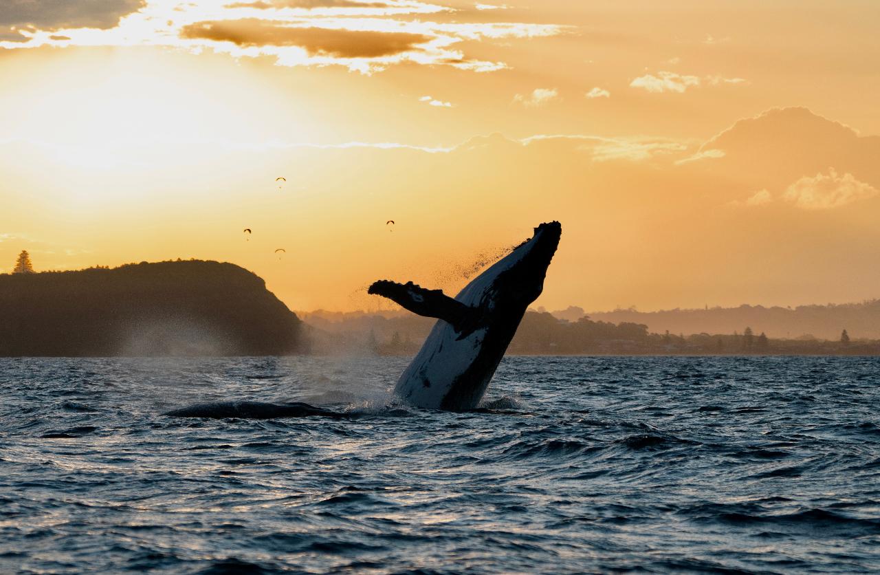 Ballina Whale Watching Cruise