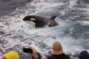 Bremer Canyon Orca Whale Expedition