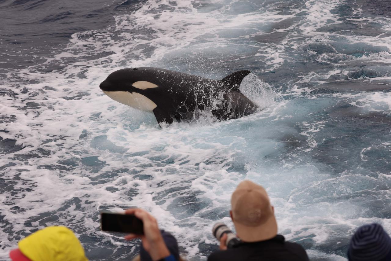 Bremer Canyon Orca Whale Expedition
