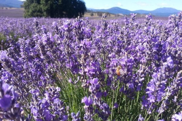 Bridestowe Lavender Farm shuttle