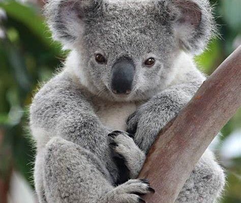 Koalas, Kranskys & Country Charm