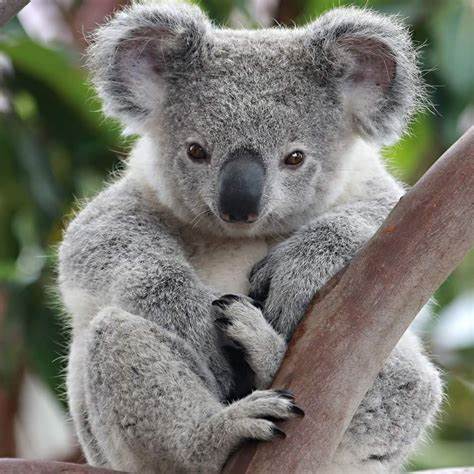 Koalas, Kranskys & Country Charm