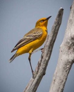 Lake Argyle Birdwatching Charter