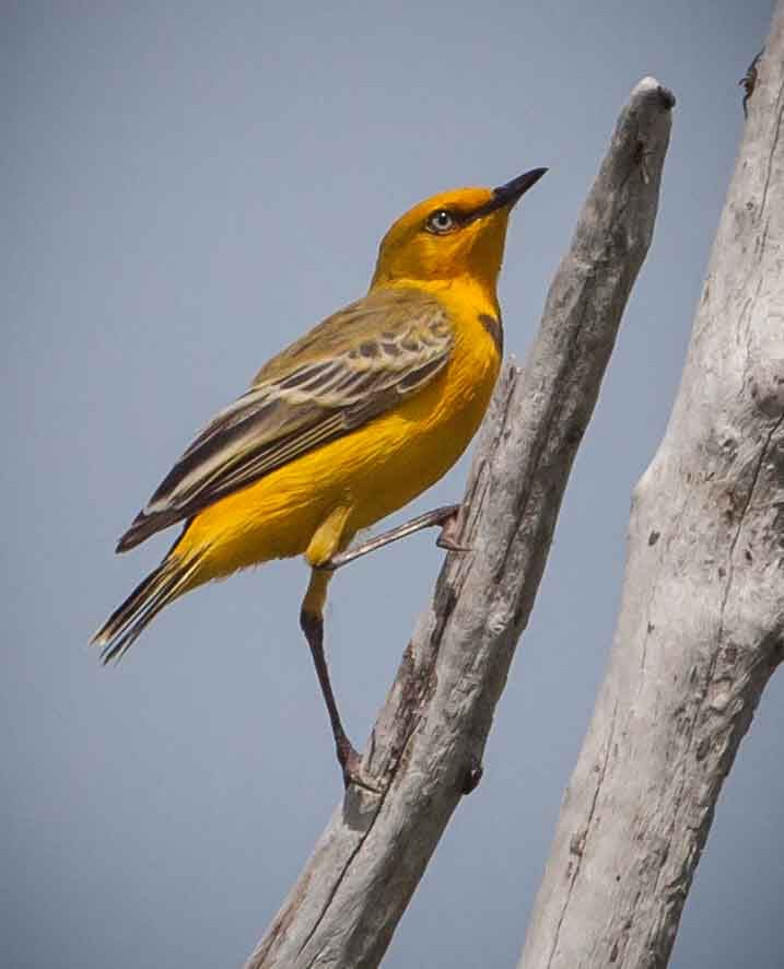 Lake Argyle Birdwatching Charter