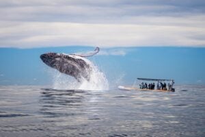Safari-Style Whale Watching Gold Coast