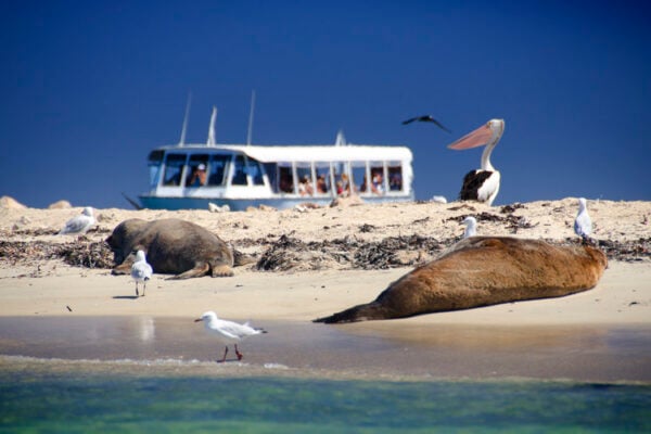 Shoalwater Wildlife Cruise and Lunch