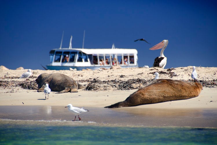 Shoalwater Wildlife Cruise and Lunch