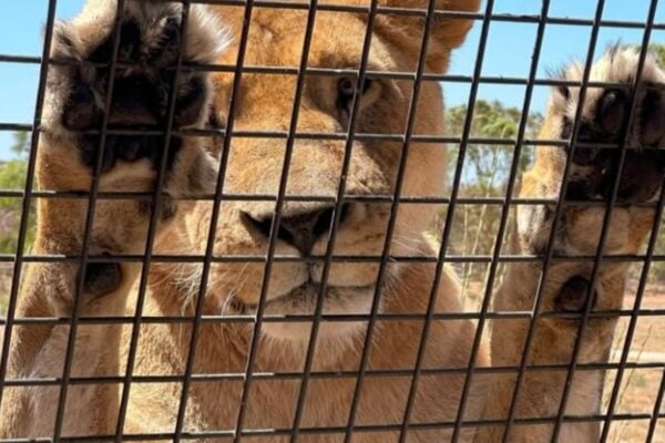 Sophisticated Safari & Exquisite Dining