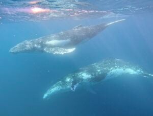 Swim with Whales Gold Coast