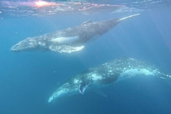 Swim with Whales Gold Coast