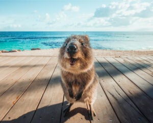 Tour Perth and Fremantle and Rottnest Island - Cruise Ship Edition