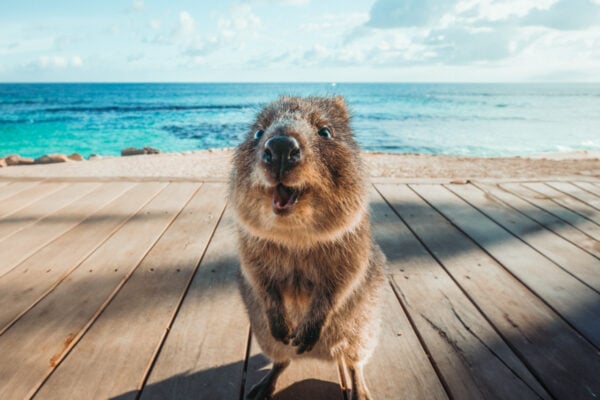 Tour Perth and Fremantle and Rottnest Island - Cruise Ship Edition