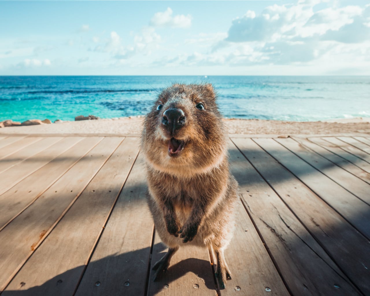 Tour Perth and Fremantle and Rottnest Island – Cruise Ship Edition