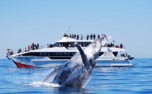 VIP Whale Watching Adventure