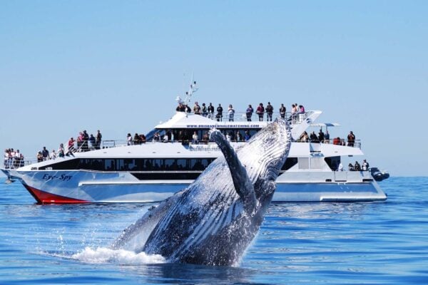 VIP Whale Watching Adventure