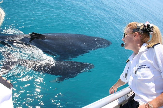 VIP Whale Watching Adventure – Ex Brisbane CBD