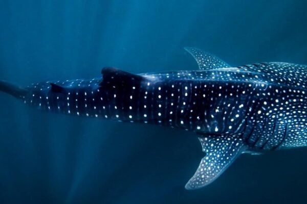 Whale Shark Snorkel Ningaloo Reef Tour