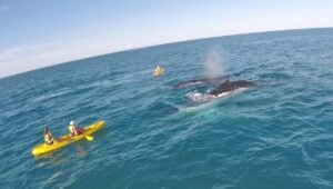 Noosa: Epic Whale Watching On Ocean Kayaks & Beach 4X4 Tour