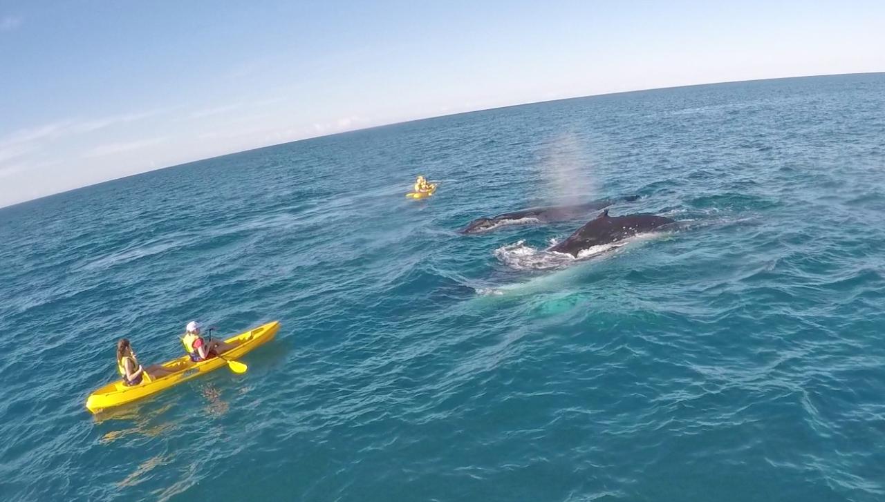 Noosa: Epic Whale Watching On Ocean Kayaks & Beach 4X4 Tour